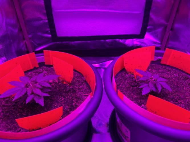 PINEAPPLE EXPRESS F1HYBRID PANZOI. Week 4