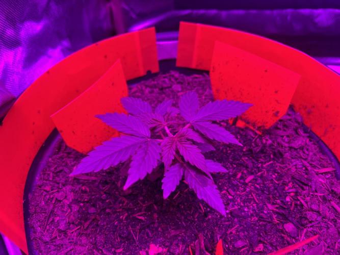 PINEAPPLE EXPRESS F1HYBRID PANZOI. Week 4