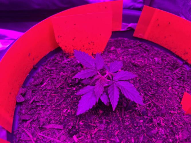 PINEAPPLE EXPRESS F1HYBRID PANZOI. Week 4