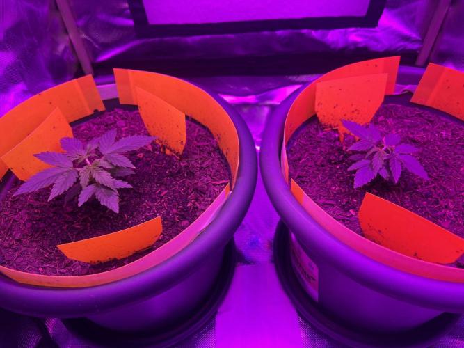 PINEAPPLE EXPRESS F1HYBRID PANZOI. Week 4