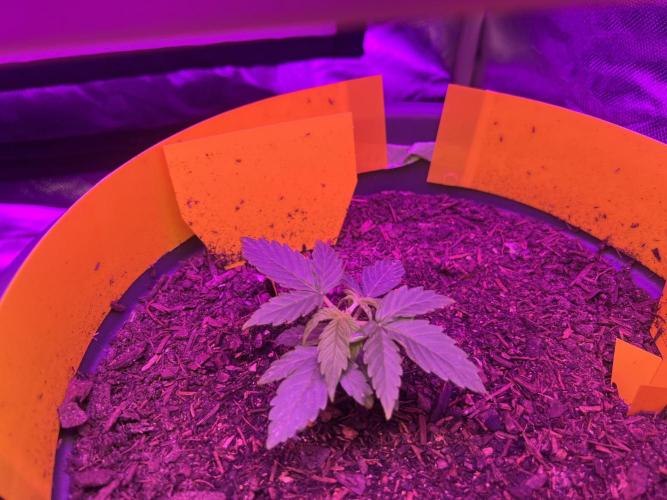 PINEAPPLE EXPRESS F1HYBRID PANZOI. Week 4