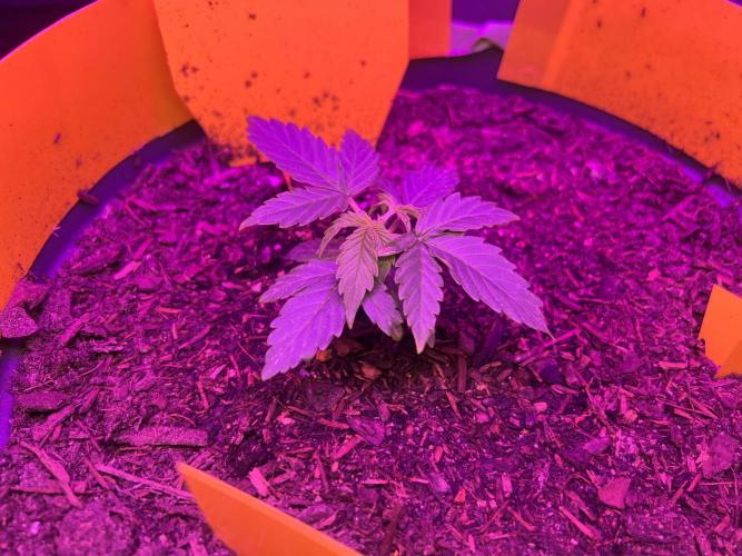 PINEAPPLE EXPRESS F1HYBRID PANZOI. Week 4