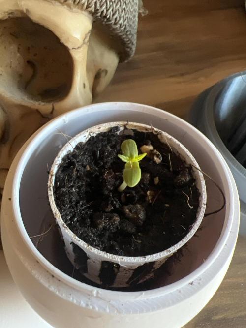 Permanent Marker Cup. Week 0