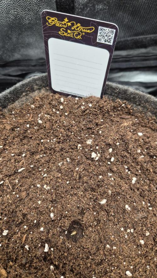 FastBuds grow. Week 0