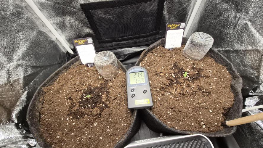 FastBuds grow. Week 1