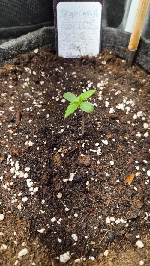 FastBuds grow. Week 1
