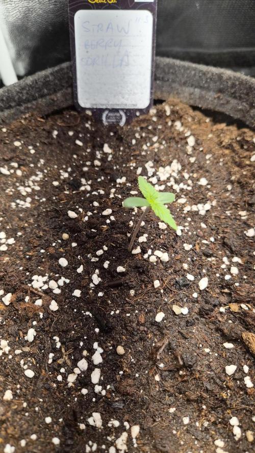 FastBuds grow. Week 1