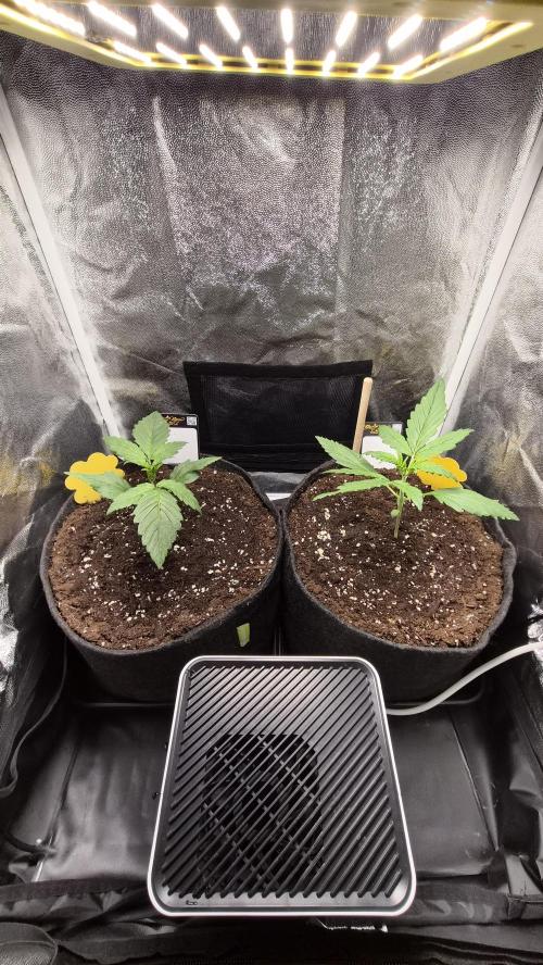 FastBuds grow. Week 2