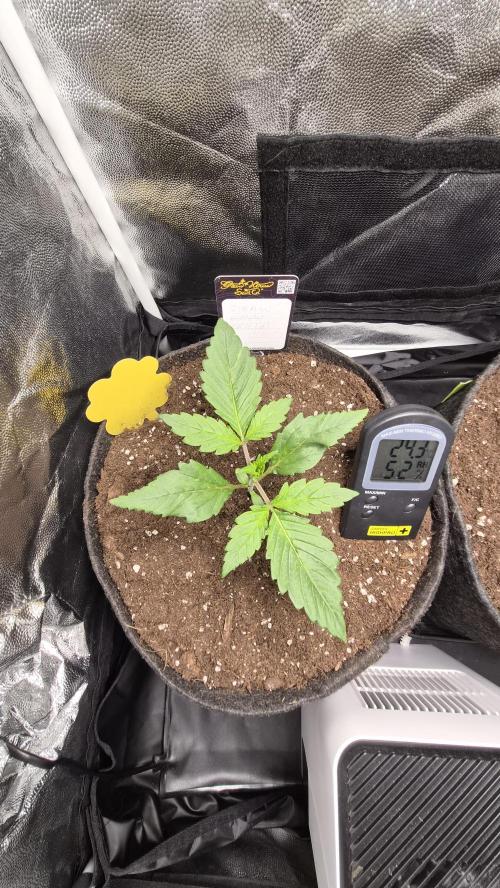 FastBuds grow. Week 2