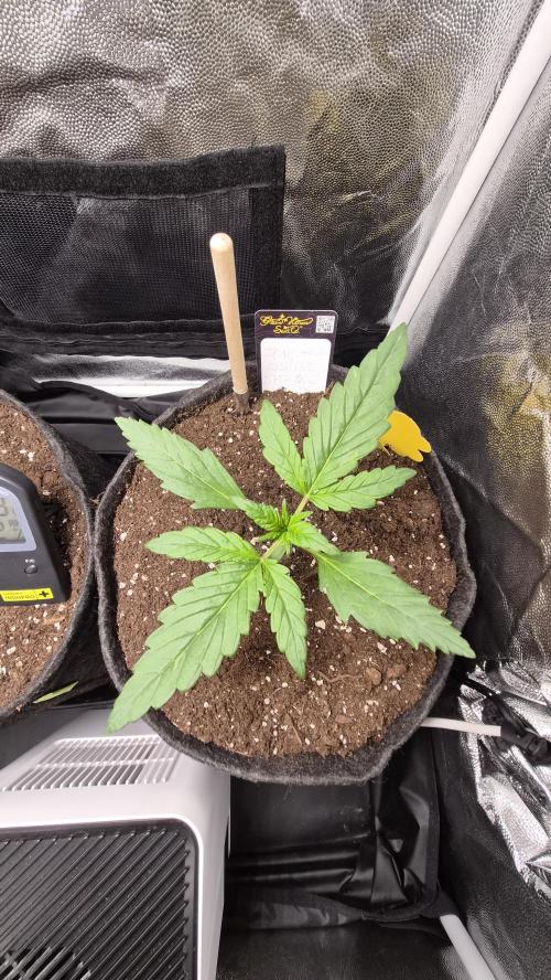 FastBuds grow. Week 2