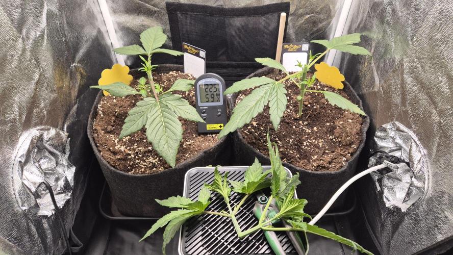 FastBuds grow. Week 3 - Topped 