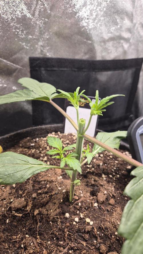 FastBuds grow. Week 3 - They are streching way to much i think