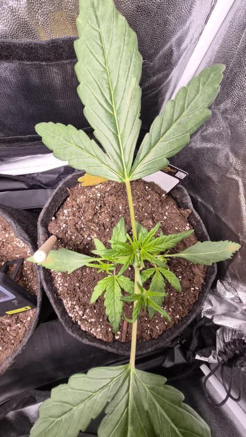 FastBuds grow. Week 3 - 2 days since topping