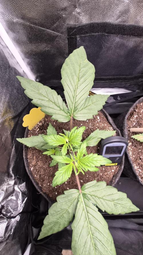 FastBuds grow. Week 3
