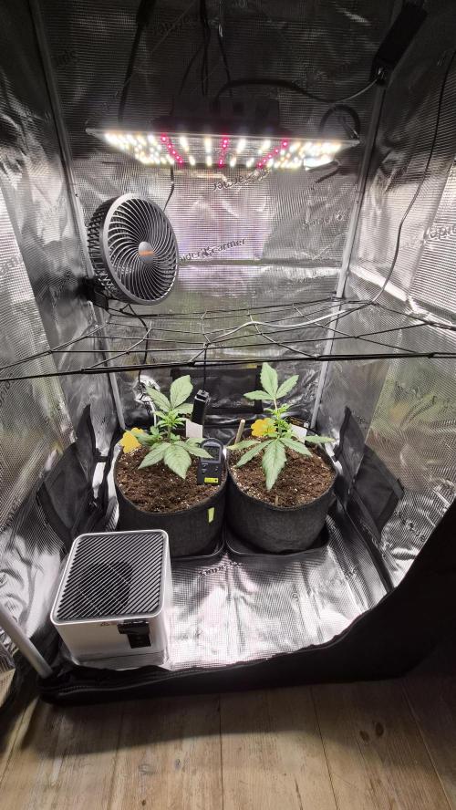 FastBuds grow. Week 3 - Welcome to your new home ladies
