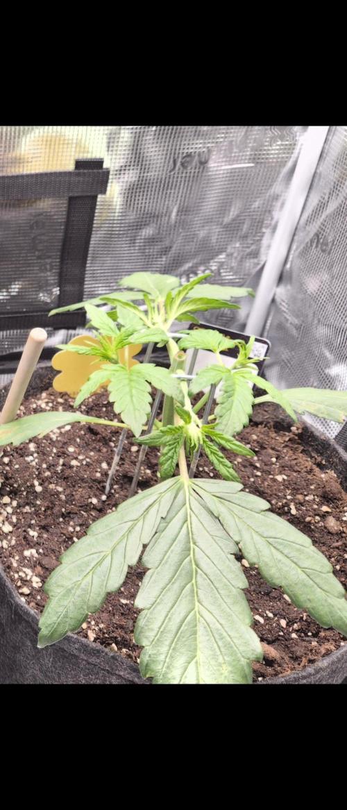 FastBuds grow. Week 3 - LST