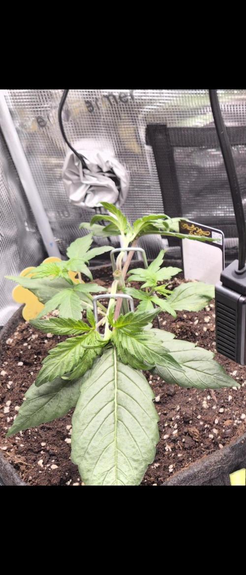 FastBuds grow. Week 3 - LST