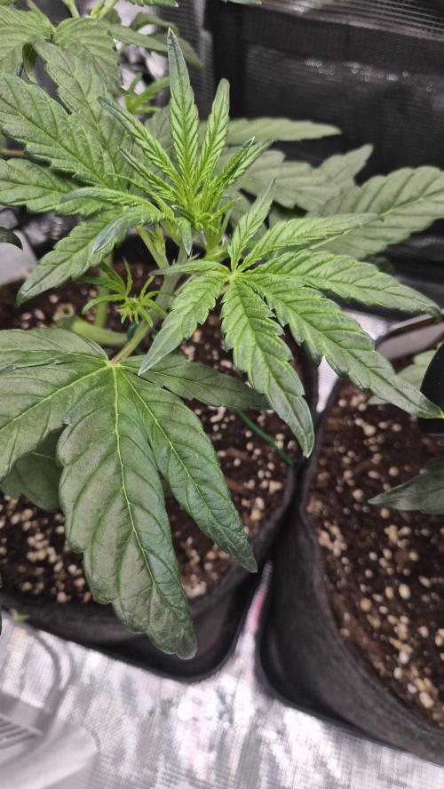 FastBuds grow. Week 4