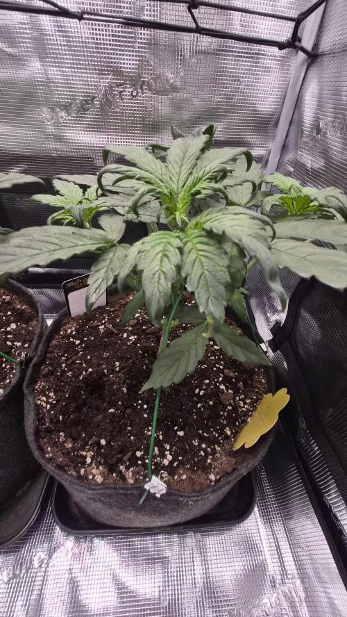 FastBuds grow. Week 4