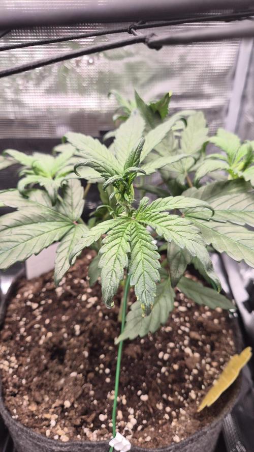 FastBuds grow. Week 4