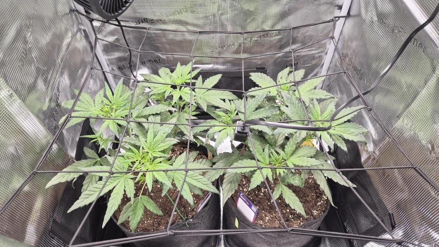 FastBuds grow. Week 4