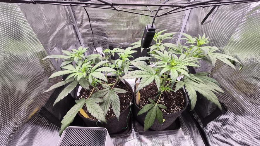 FastBuds grow. Week 4