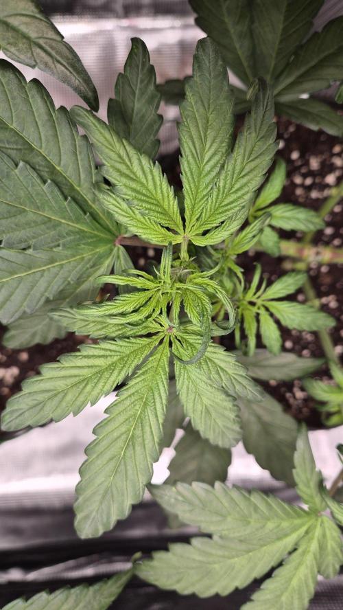 FastBuds grow. Week 4