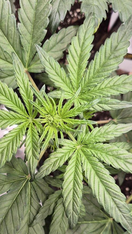 FastBuds grow. Week 4