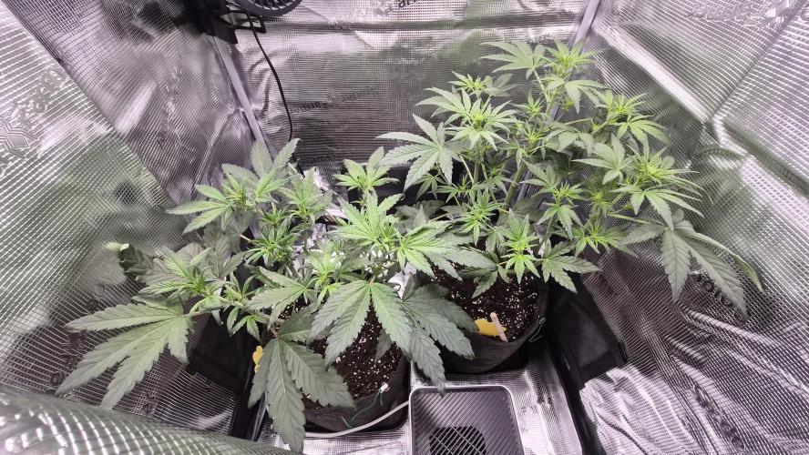 FastBuds grow. Week 5
