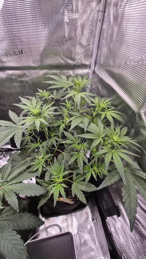 FastBuds grow. Week 5