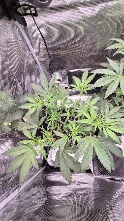 FastBuds grow. Week 5