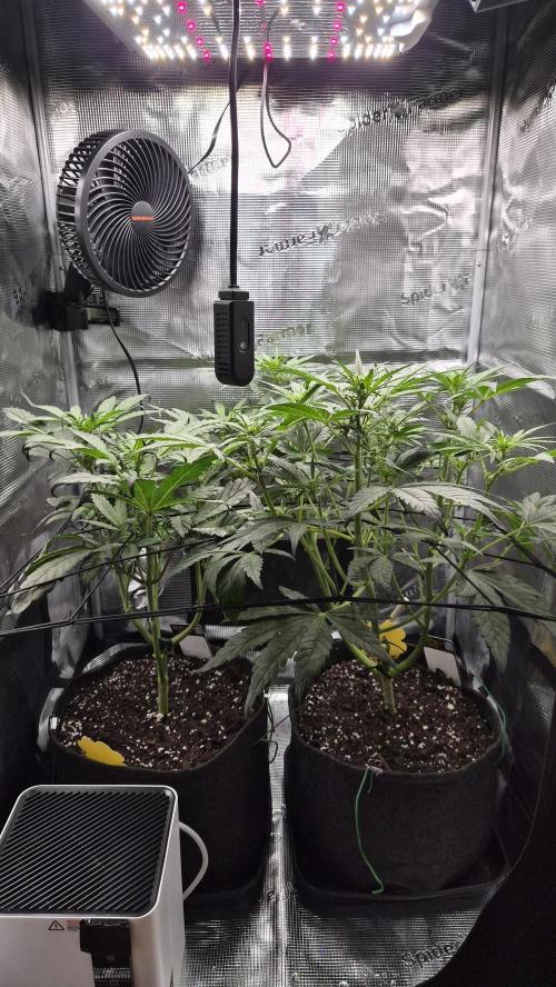 FastBuds grow. Week 5