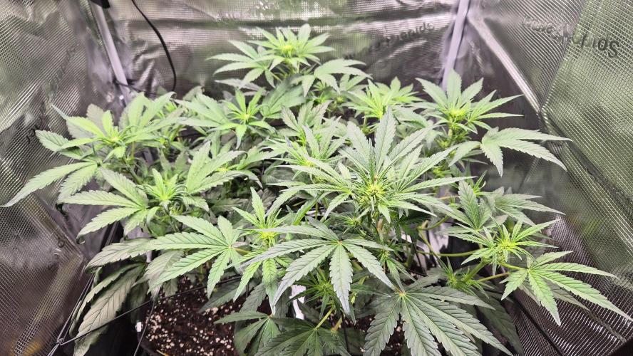 FastBuds grow. Week 5