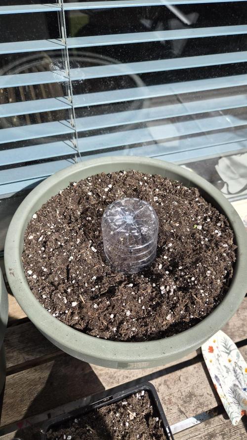Z up / Pineapple sativa Outdoor. Week 0