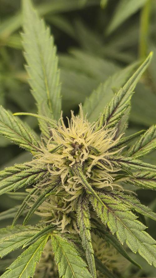 FastBuds grow. Week 6