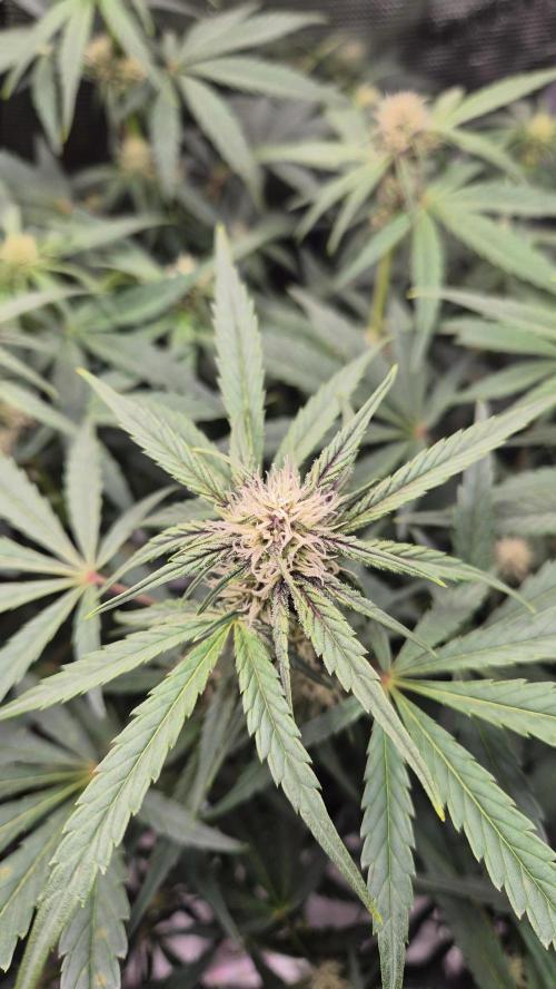FastBuds grow. Week 6