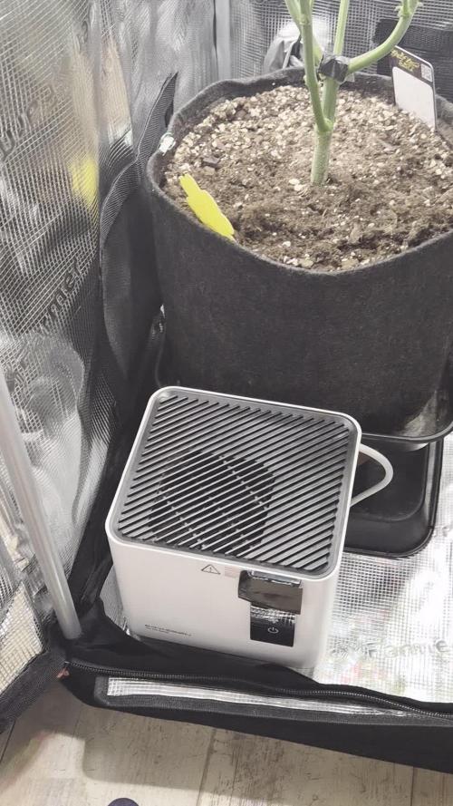 FastBuds grow