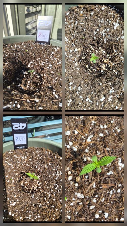Z up / Pineapple sativa Outdoor. Week 1
