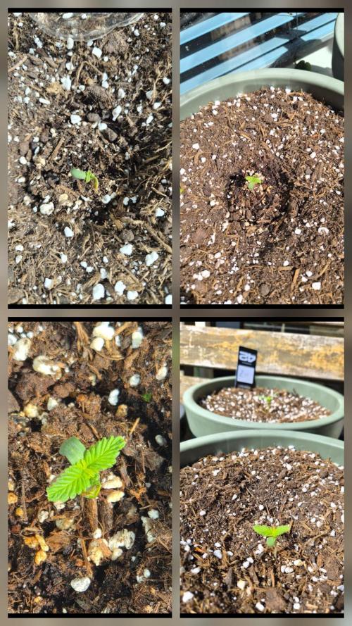 Z up / Pineapple sativa Outdoor. Week 1