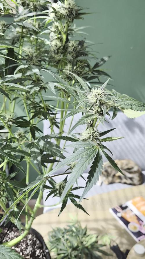 FastBuds grow