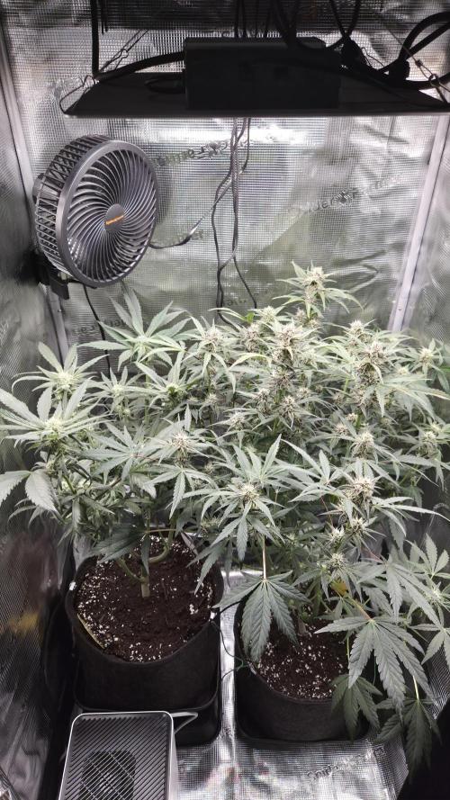 FastBuds grow. Week 7