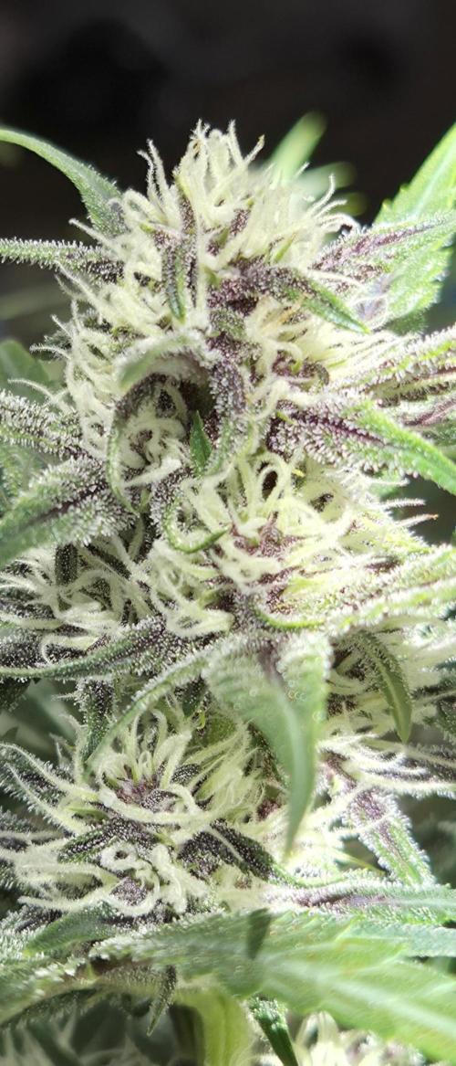 FastBuds grow. Week 7