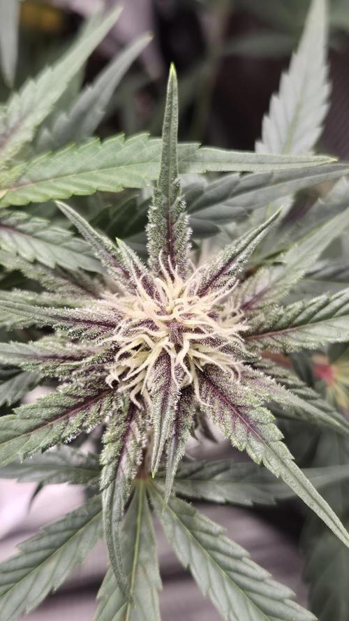 FastBuds grow. Week 7