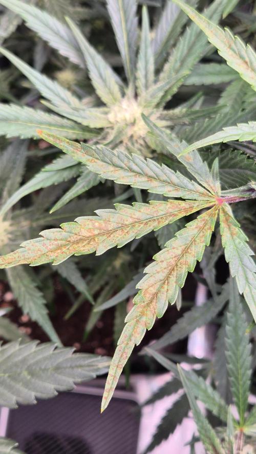 FastBuds grow. Week 7