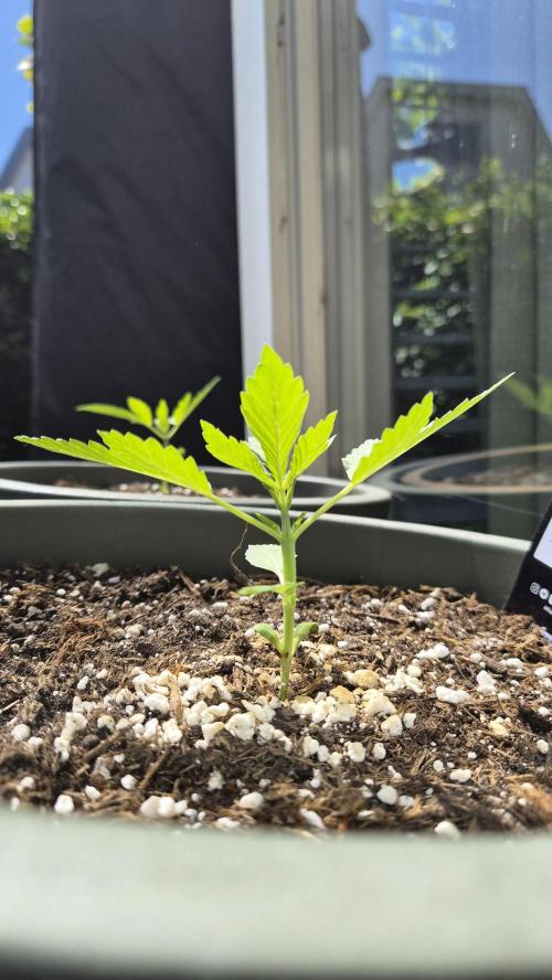 Z up / Pineapple sativa Outdoor. Week 2
