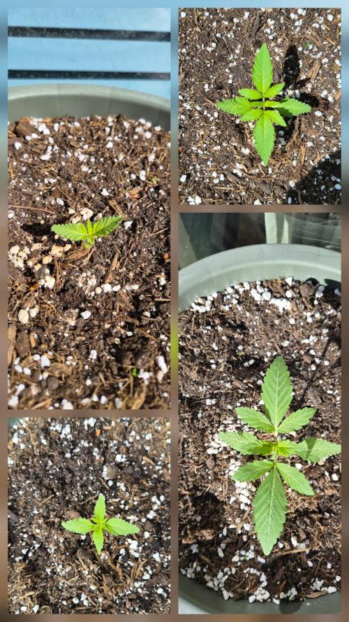 Z up / Pineapple sativa Outdoor. Week 2