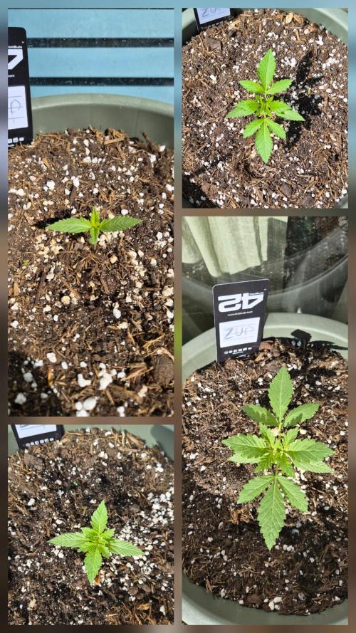 Z up / Pineapple sativa Outdoor. Week 2