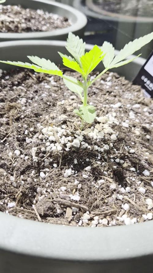 Z up / Pineapple sativa Outdoor