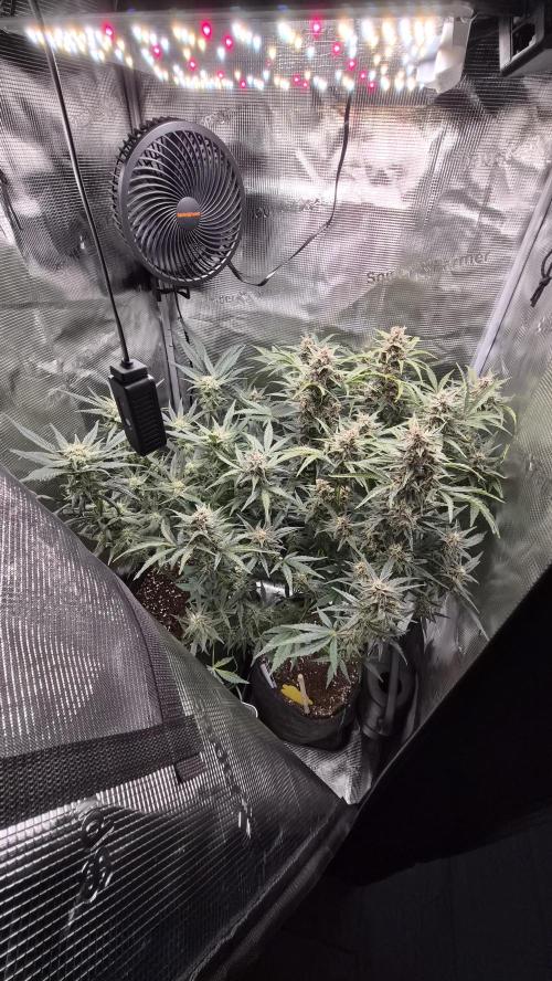 FastBuds grow. Week 8