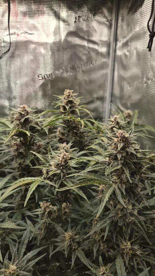 FastBuds grow. Week 8